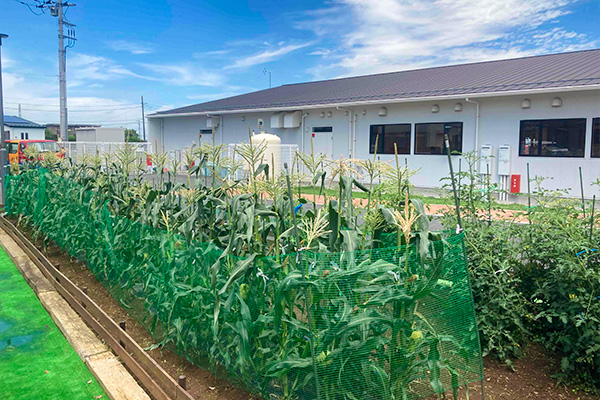 川越市、ふじみ野市、川島町の豊かな土地に作った子どもたちの畑です。